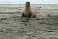 Sea lion having freedom in their natural environment - Tara 
